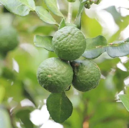 Bergamot 4